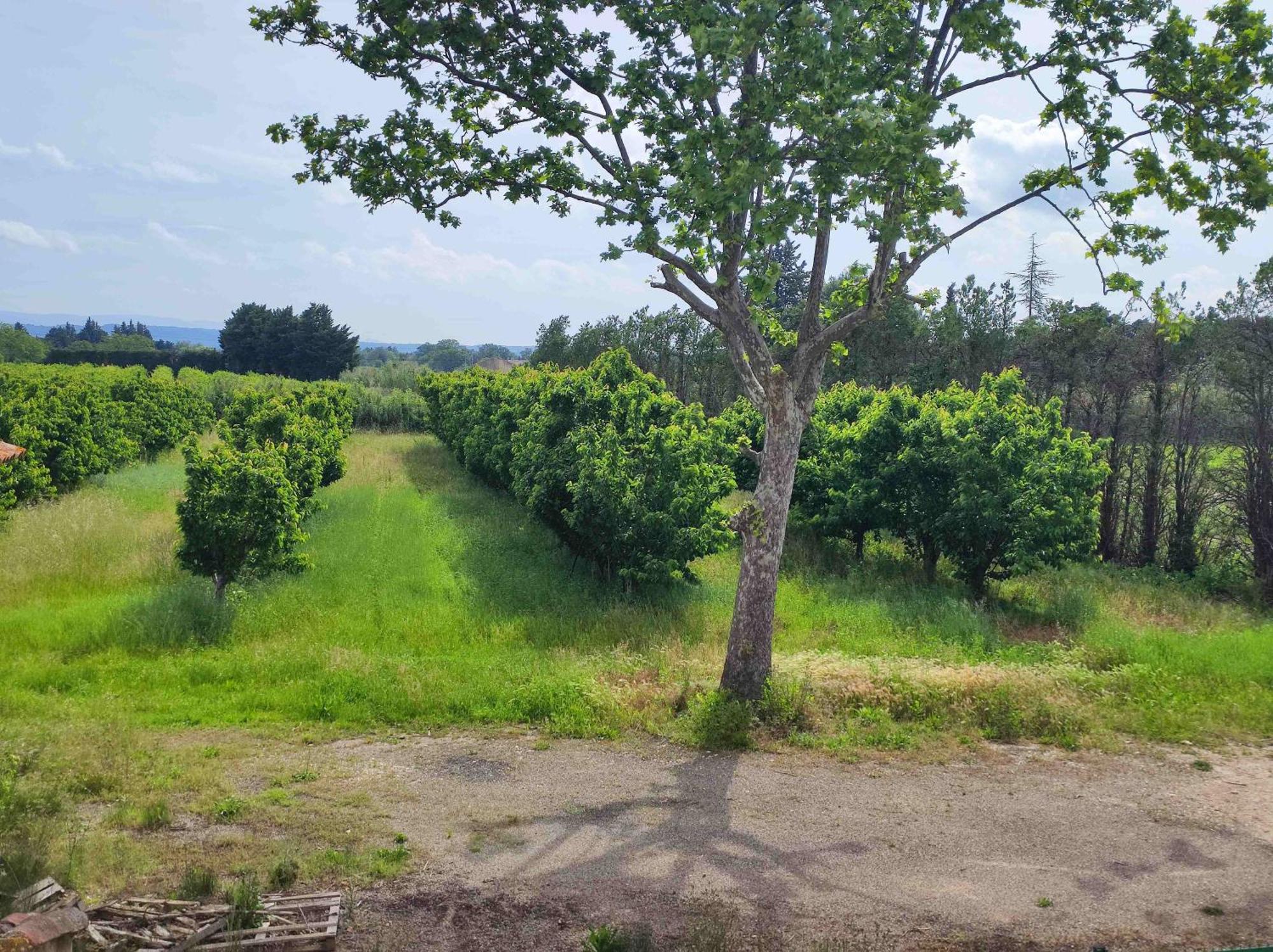 Chambre 3 Personnes Avec Salle De Bain Dans Mas Du Luberon Robion en Luberon Exteriör bild